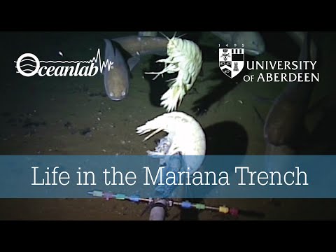 Life in the Mariana Trench