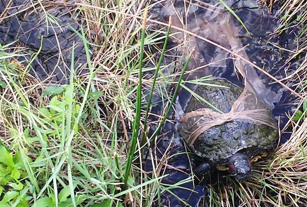 ಎಂಬೆಡ್ ಮಾಡಿದ ಇಮೇಜ್ ಪರ್ಮಾಲಿಂಕ್