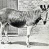 quagga photo