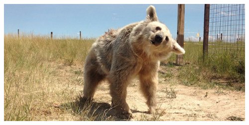 Elderly Bears Rescued From Defunct Roadside Zoo