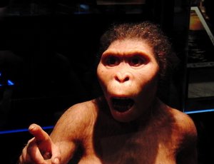 Restoration model of Lucy (Australopithecus). Exhibit in the National Museum of Nature and Science, Tokyo, Japan