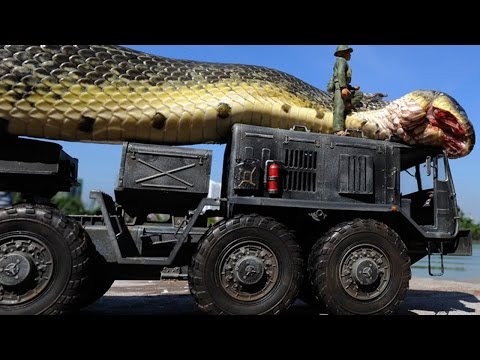 Giant Snake Caught in Red Sea