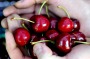 Anthocyanin-rich fruits such as cherries have been shown to affect the brain in several ways.