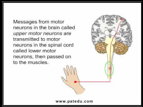 Amyotrophic Lateral Sclerosis