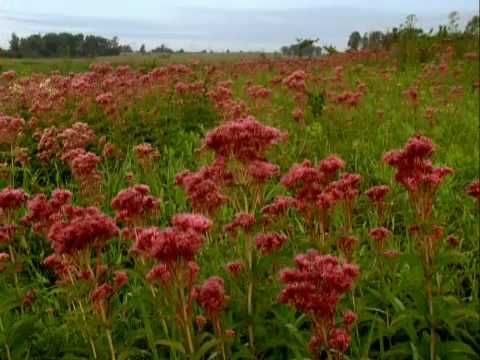 America's Lost Landscape: Tallgrass Prairie (Bullfrog Films clip)