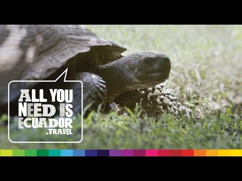 Ecuador Official Super Bowl Ad #AllYouNeedIsEcuador #SB49