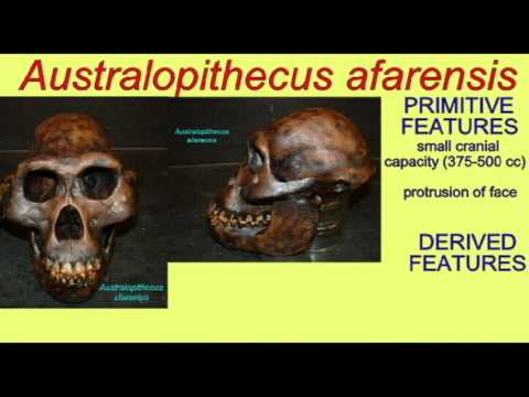 PL3: HOMINIDS: AUSTRALOPITHECUS AFARENSIS SKULL.avi