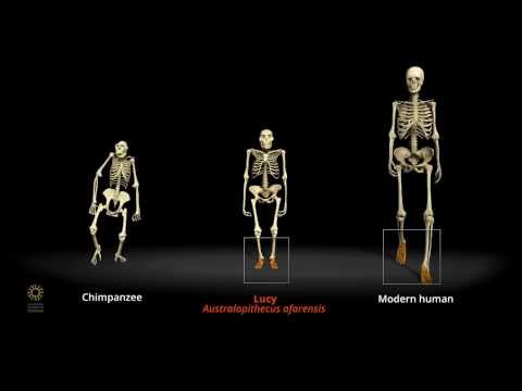 Walking With Lucy | California Academy of Sciences