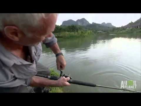 Mekong Giant Catfish  River Monsters