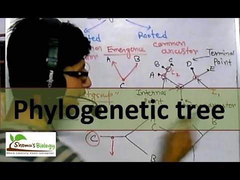 Phylogenetic tree