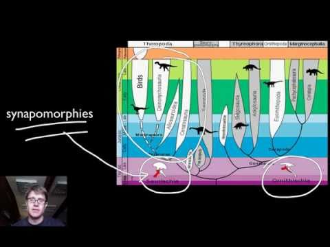 Phylogenetics