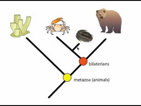 Phylogeny and Phylogentic Trees