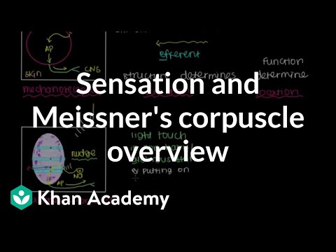 Overview of Sensation and Meissner's Corpuscle