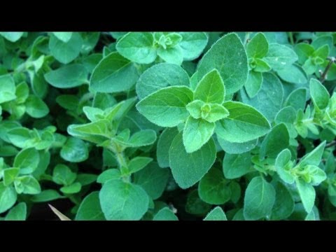 How to Grow Oregano - Pruning