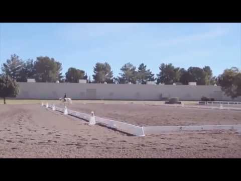 Sapphire Creme of the Crop Welsh Cob Stallion