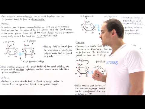 Disaccharides (Maltose, Lactose and Sucrose)