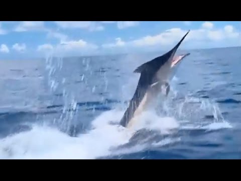 Grander 1000lb Plus Black Marlin Great Barrier Reef Australia IFISH