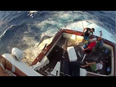 600lb Black Marlin Jumps in Boat and Lands on the Crew!  Captured on 4 different cameras! Very Scary