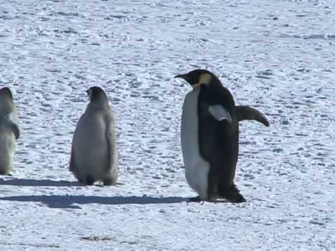 Antarctica cruise 2010-Emperor penguins of the Riiser Larsen Colony