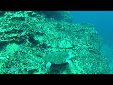 Sea Turtle off Gavdos Island South of Crete