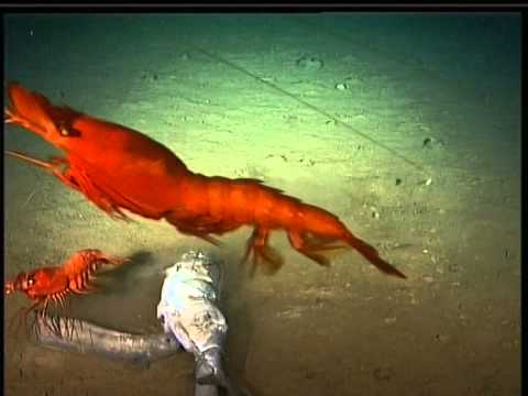 Abundance Of Rare Deep-Sea Life Found In New Hebrides Trench | Video