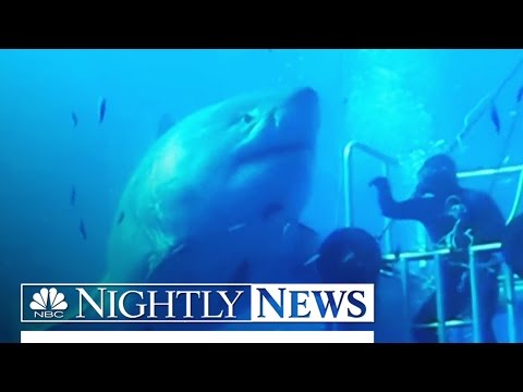 Say Hello to Deep Blue: ‘The Biggest Shark Ever Filmed’ | NBC Nightly News