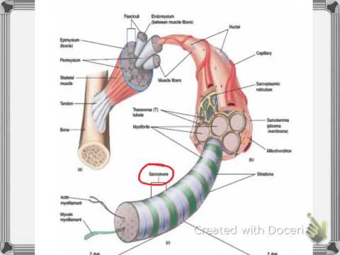 Microscopic Anatomy of Skeletal Muscle