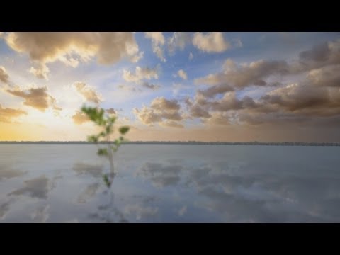 Mangrove Forest Restoration & Conservation - The Mangrove Action Project Video