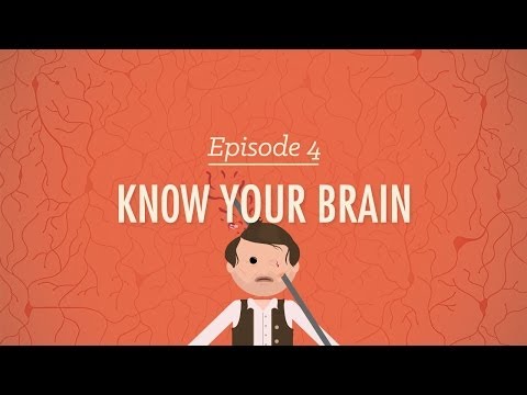 Meet Your Master: Getting to Know Your Brain - Crash Course Psychology #4