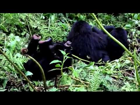 SilverBack Gorilla and family, Rwanda Africa