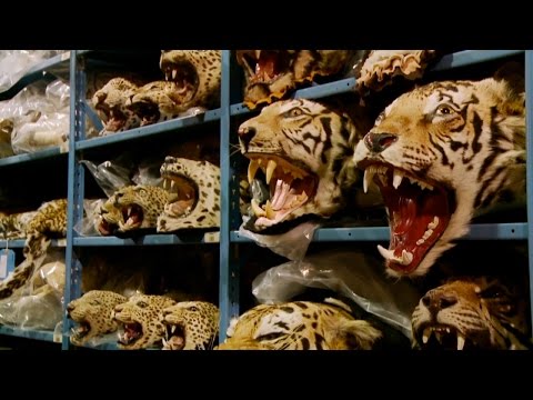 Racing Extinction - Extended Sneak Peek | Dec 2 9/8c