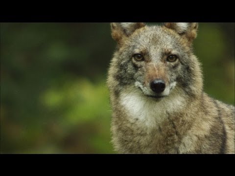 Meet the Coywolf: A New Hybrid Carnivore Roams the City | MetroFocus