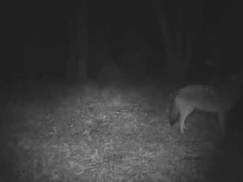 The yip-howl of the coywolves in the Eastern Townships.