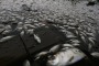 Dead fish float on the edge of Guanabara Bay, a part of which is the Rio 2016 Olympic Games sailing venue