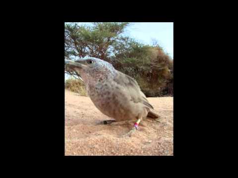 Babbler in the Arabah - זנבנים באיזור הערבה