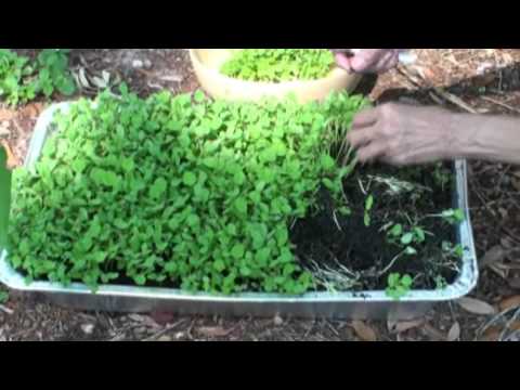 Grow Fenugreek Leaves(Kasoori Methi) in your backyard Video by Bhavna