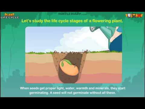 Plant Life Cycle - Science Lesson for 2nd Graders