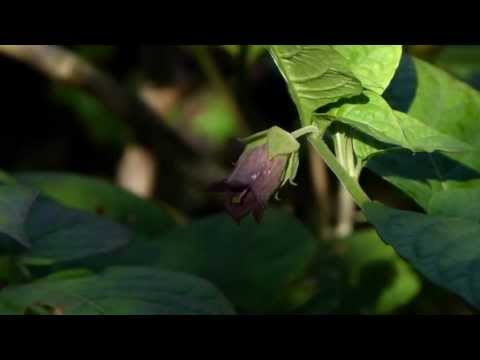 Deadly nightshade, Atropa belladonna, 1-to-1