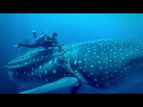 Whale Shark Rescue