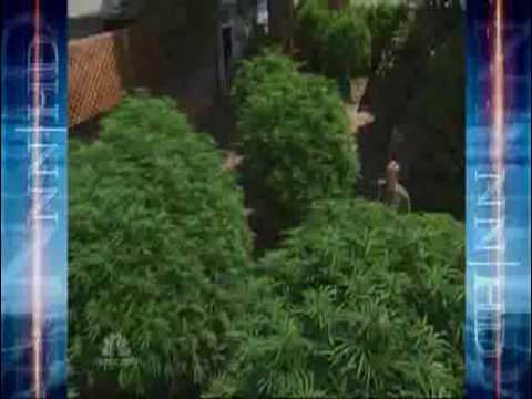 Cannabis Economics - Cash Crop - The Emerald Triangle