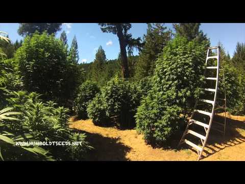 Humboldt seeds organization, world class organic marijuana seeds