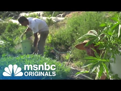 Are Pot Farmers Sucking Up All Of California's Water? | Originals | msnbc