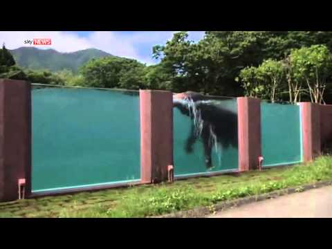 Japanese Zoo Builds Swimming Pool For Elephants