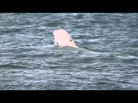 Beluga Photo-Identification with Nansen Weber