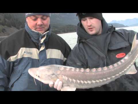 "Columbia River Keeper Sturgeon," on Angler West TV