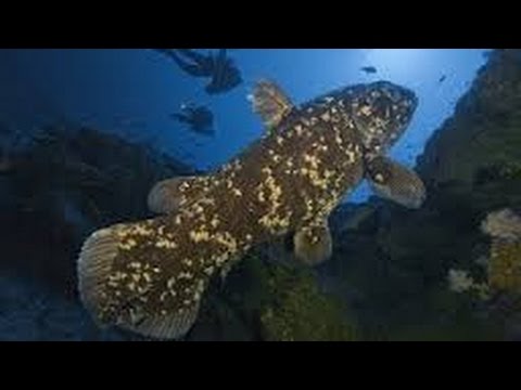 FOSSIL FISH FOUND ALIVE ( diving with dinosaur fish ) - DOCUMENTARY