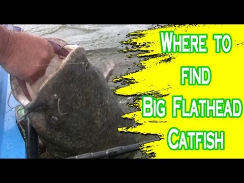 Places to look for flathead catfish on the Ohio River