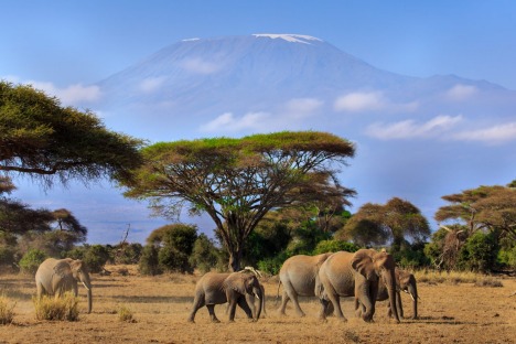 Kenya, elephants