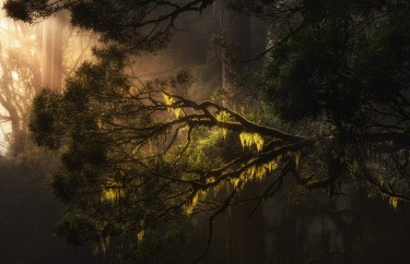 Old Man's Beard in a shaft of light in the Otways National Park Victoria.