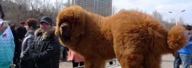 Chinese owners prepare to show their Tibetan mastiffs at an expo in Yantai. In the late 2000s, the dogs were popular with Chinese billionaires and were snapped up for over $25,000 each. Today, they sell for a tenth of that price.